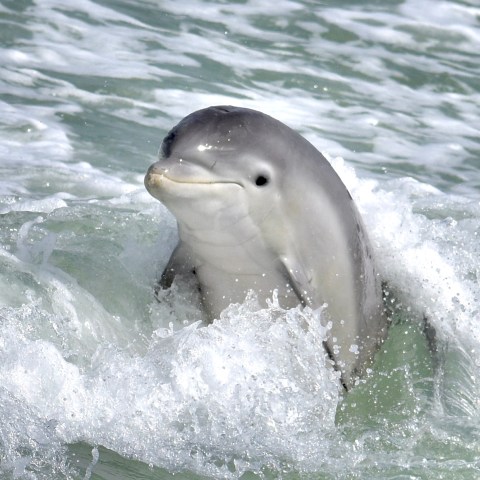 a polar bear swimming in a body of water