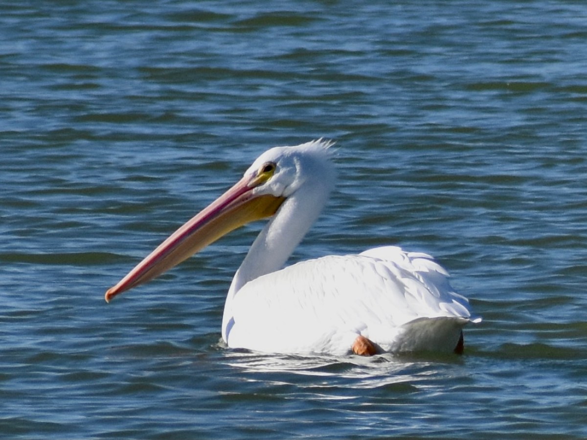 a bird swimming in water next to a body of water