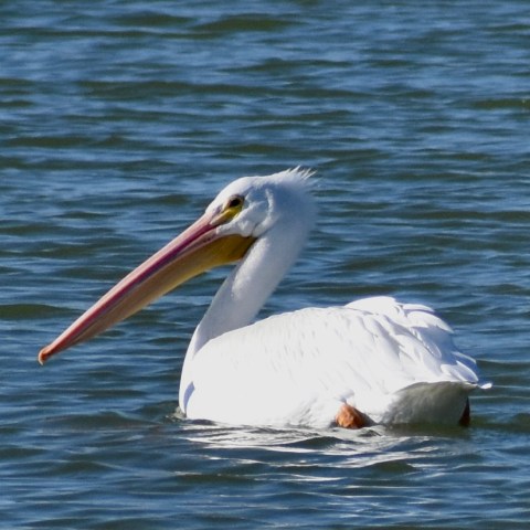 a bird swimming in water next to a body of water