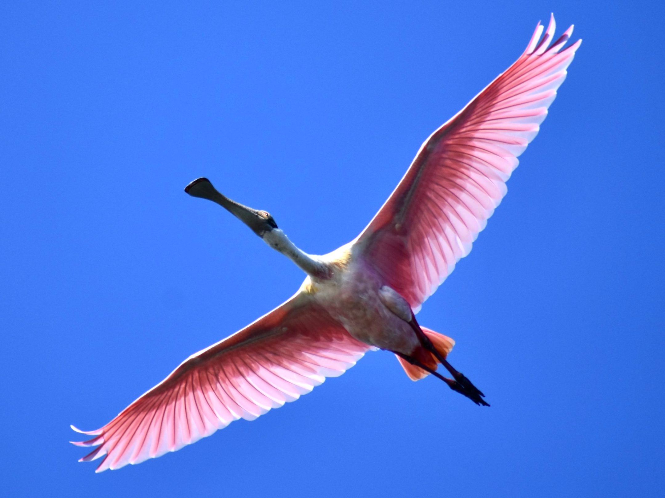a bird flying in the air