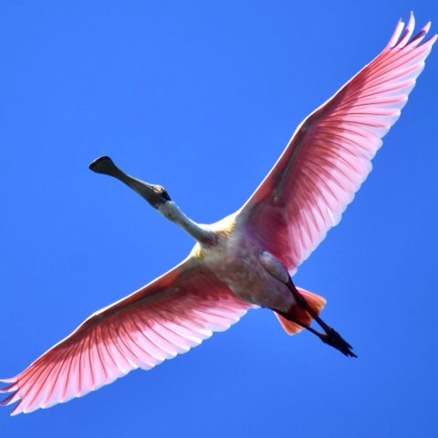a bird flying in the air