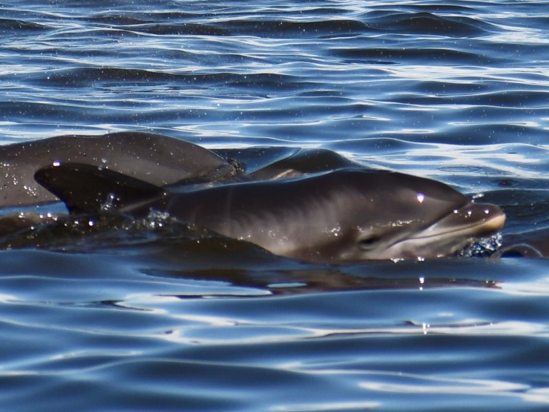 DSC_1511 a dolphin swimming in a body of water