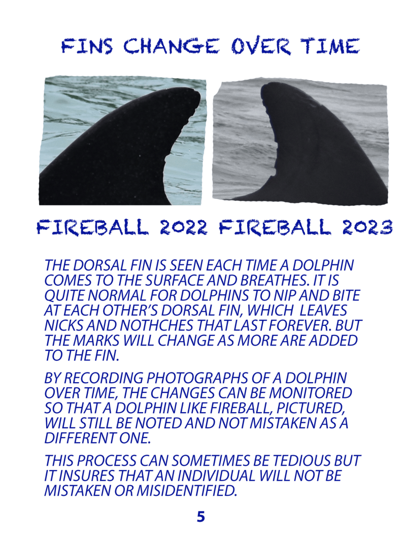 Two dolphin dorsal fin photos labeled 'Fireball 2022' and 'Fireball 2023' with text about fin changes over time.