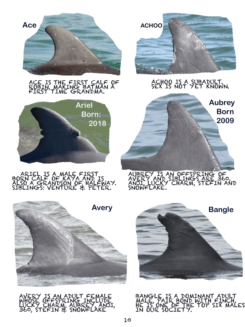Six dolphin fins labeled with names and descriptions of each dolphin's family and status.