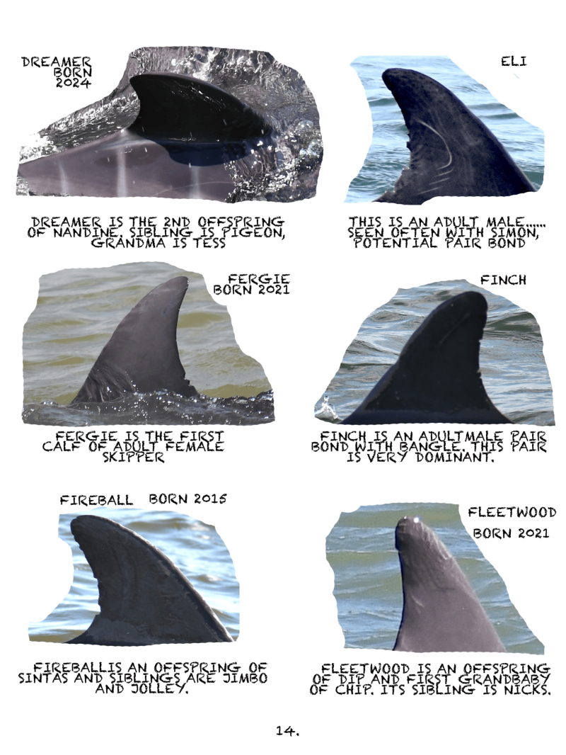 Collage of dolphin fins with names and descriptions set against a white background.