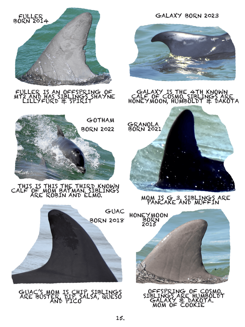 Collage of shark dorsal fins with names, birth years, and family details in text boxes.
