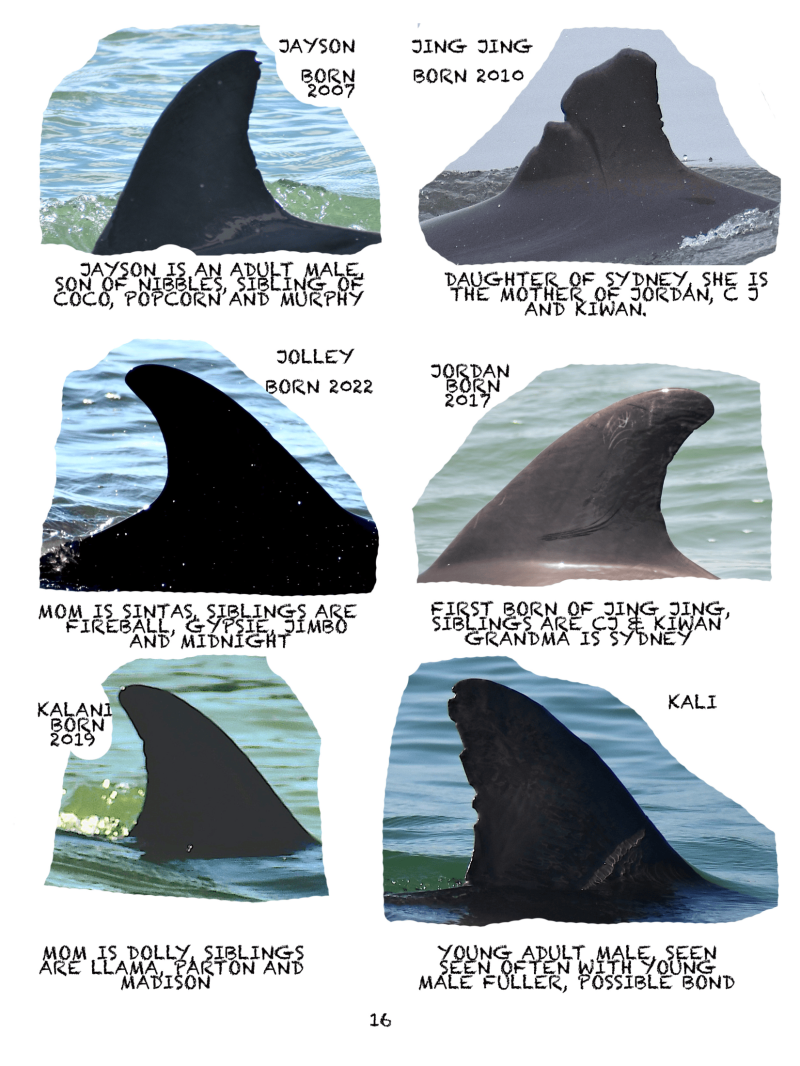 Collage of six dolphin fins with names, birth years, and family info labeled.