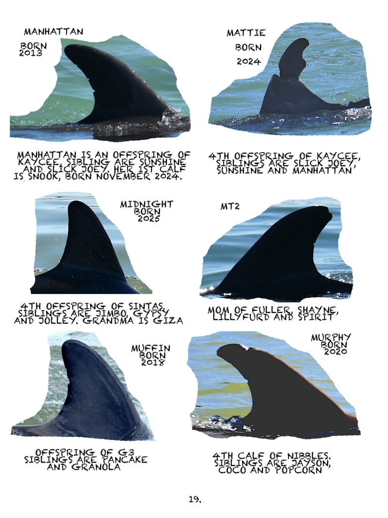 Collage of dolphin dorsal fins with birth years and lineage descriptions.