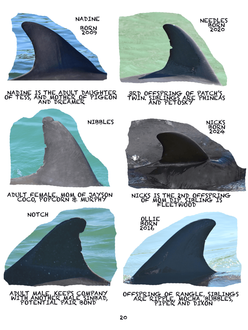 Collage of six dolphin dorsal fins with names and birth years on a white background.