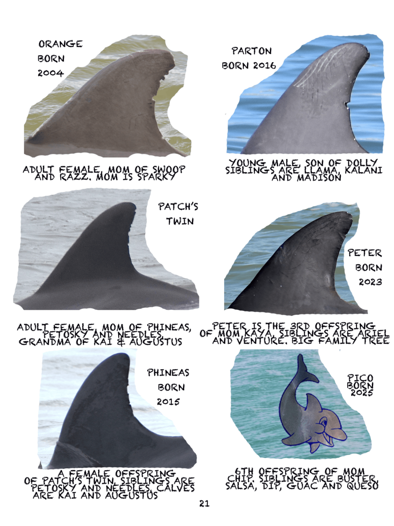 Illustration of six dolphin dorsal fins with birth details and family relations.