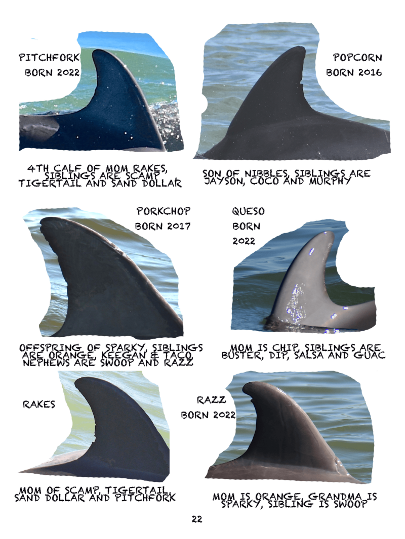 Dolphin fins labeled with names and birth years, each with family details on blue background.