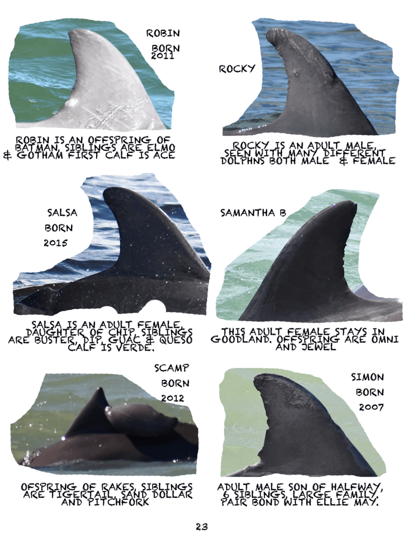 Collage of dolphin fins with names and birth years: Robin 2011, Rocky, Salsa 2015, Samantha B, Scamp 2012, Simon 2007.
