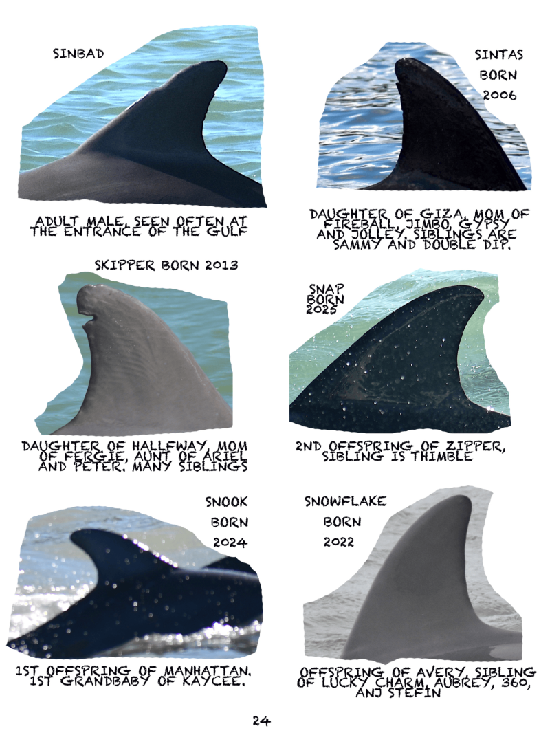 Six dolphin dorsal fins with names and birth years labeled.