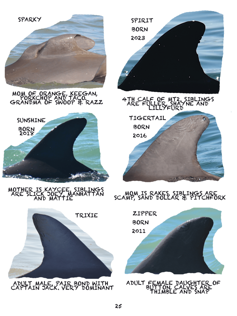 Collage of dolphins with names and family info on a blue background.