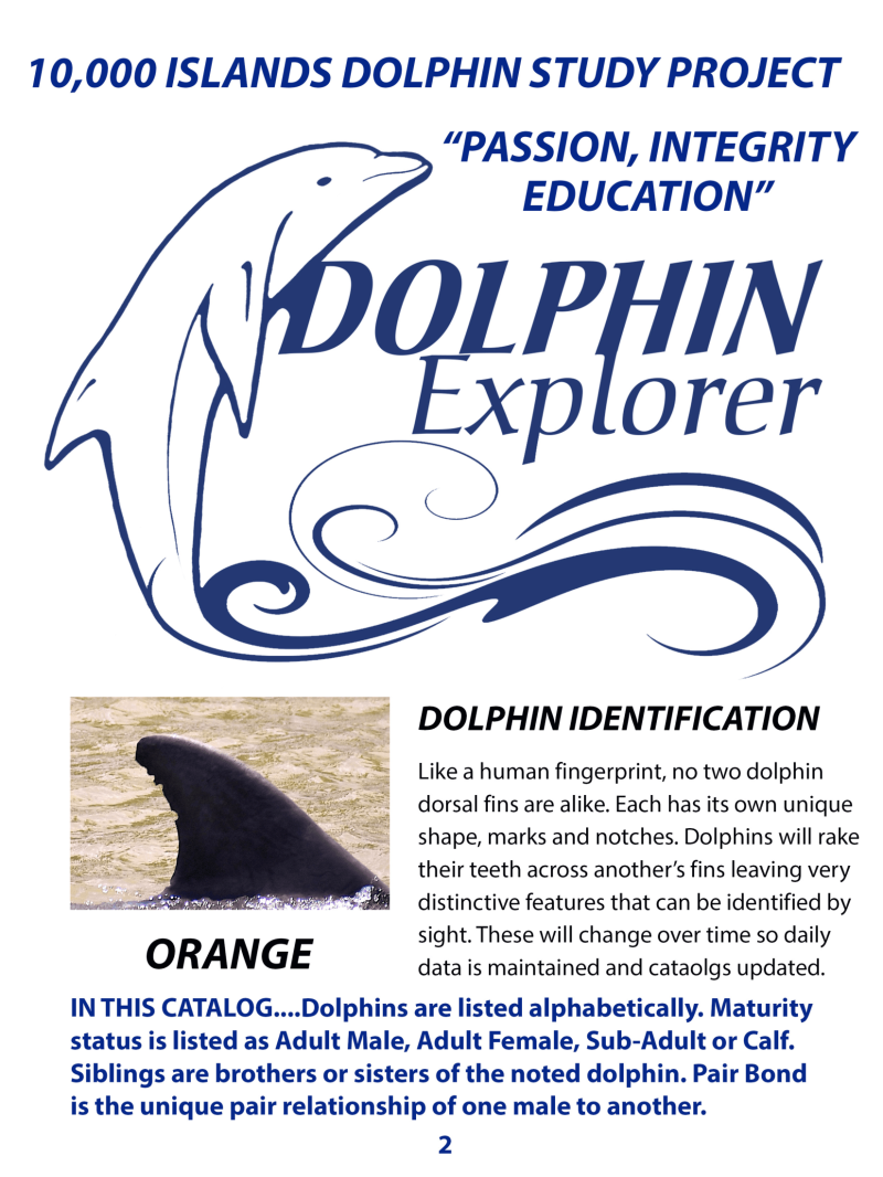 Dolphin study project page with a dolphin fin photo, logos, and text about dolphin identification.